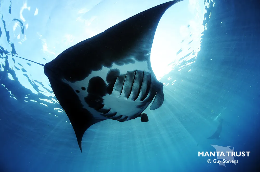 Atlantic Manta Ray Mobula