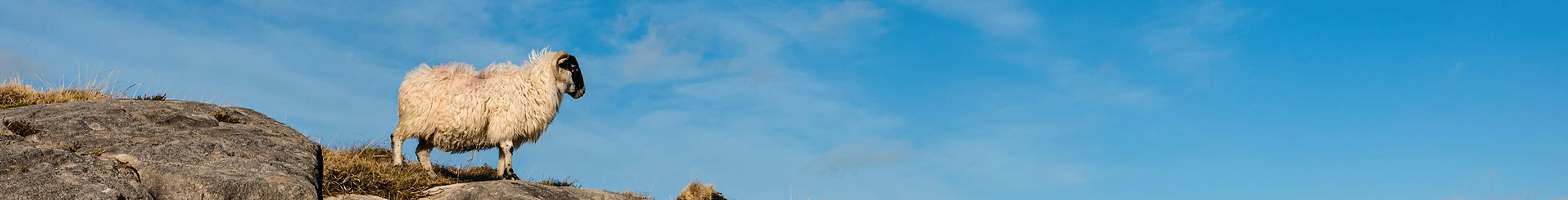 banner of a sheep standing on some rocks