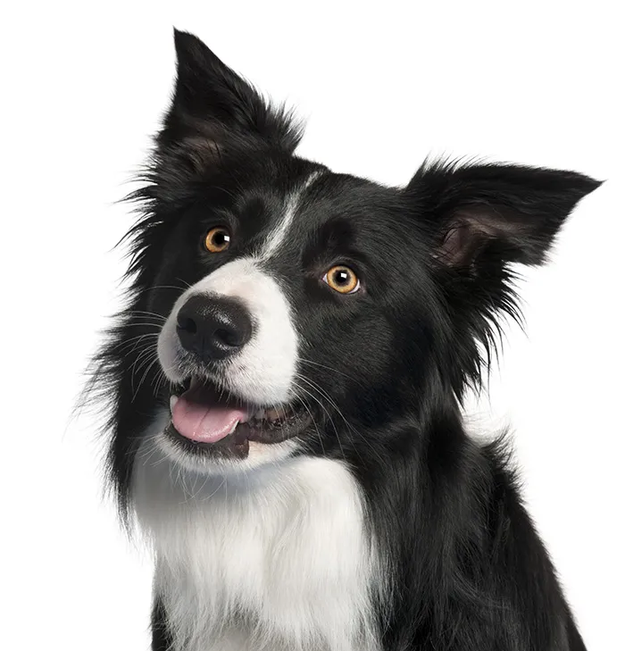 Border Collie dog