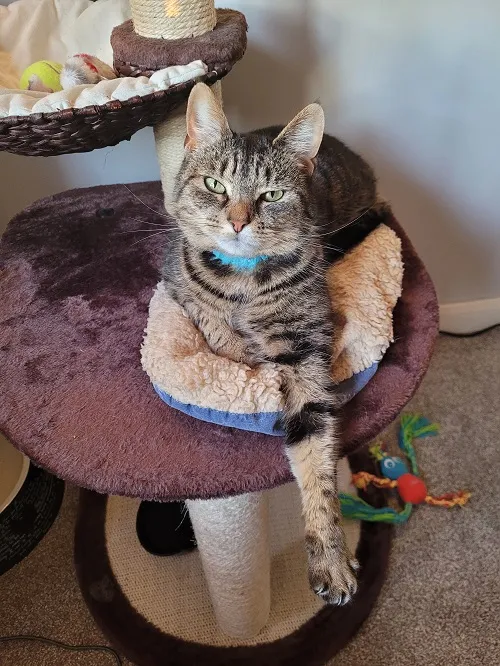 healthy cat lying on cat basket