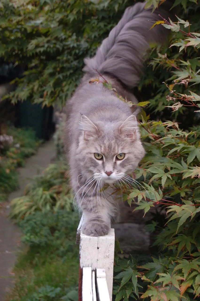 Cat recovered from Lyme disease