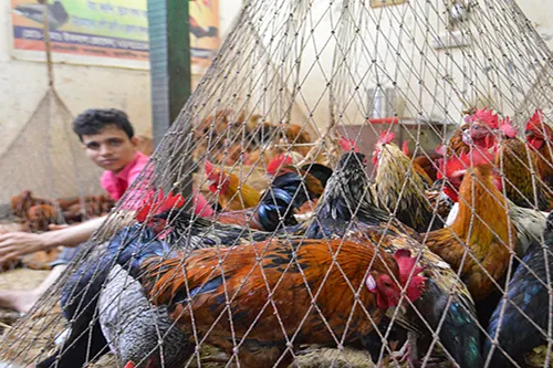 Chickens in Asian market