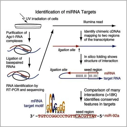 A diagram of cross-linking, ligation, and sequencing of hybrids (CLASH)