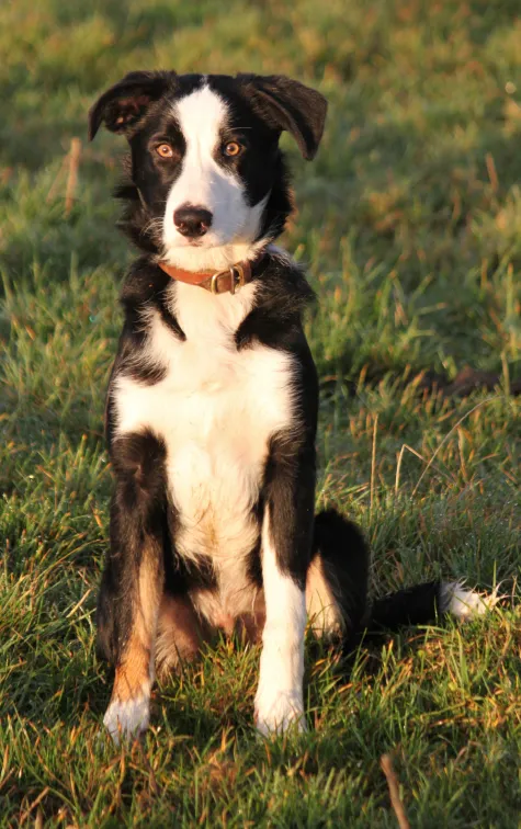 Border Collie