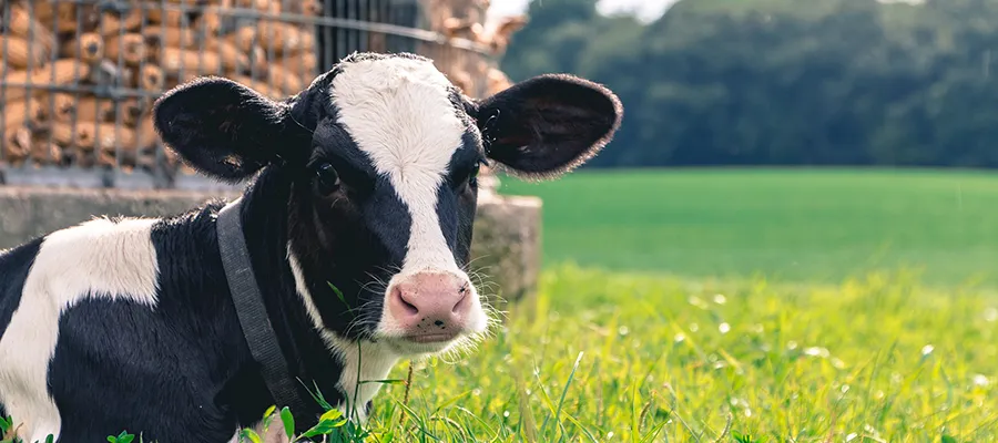 Cow in grass