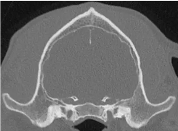 CT image dog Healthy skull