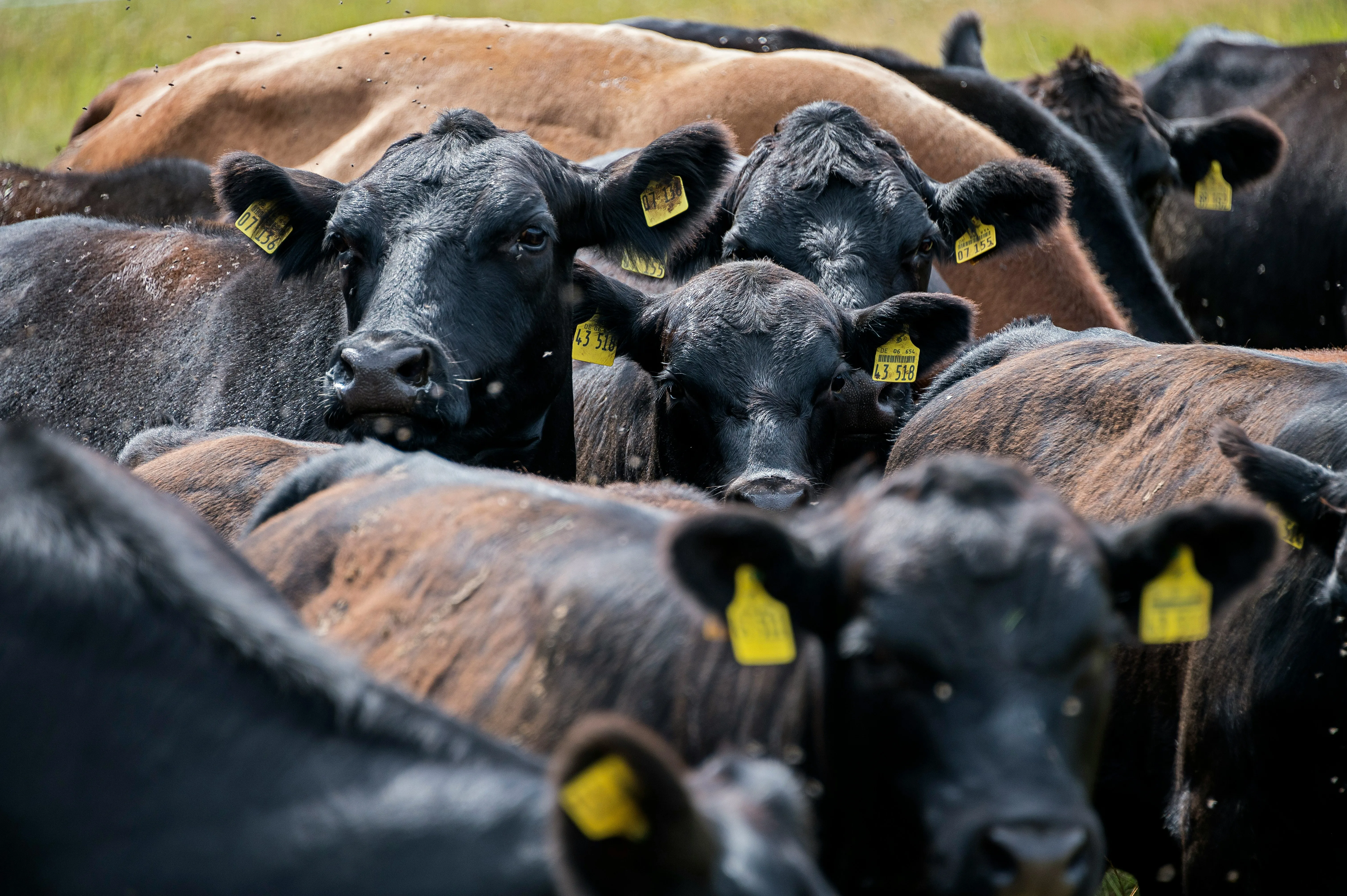 A herd of black and brown cows in a field during daytime