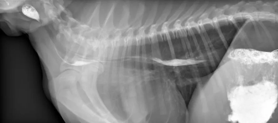 Still image/ radiograph of a dog \"swallowing study\". Contrast medium appears white as it moves from the mouth (left side of the image) through the food pipe and ends up in the stomach (right side of image)