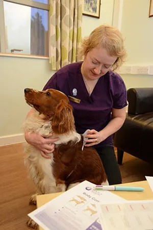 As part of the weight loss clinic, regular measurements are taken from dogs.