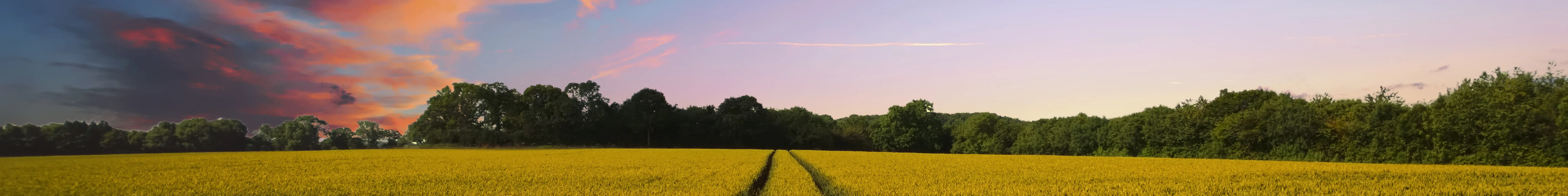 an image of a field of crops