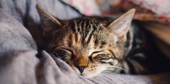 image of a tabby cat sleeping peacefully in someones arms