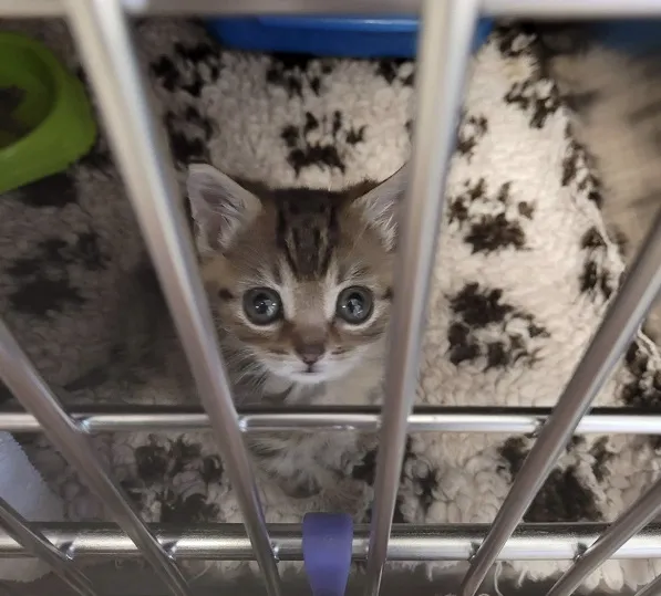 Tiny kitten looking up into camera