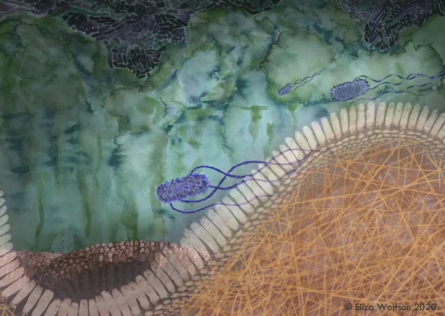 Illustration of bacterial flagella sticking to cell