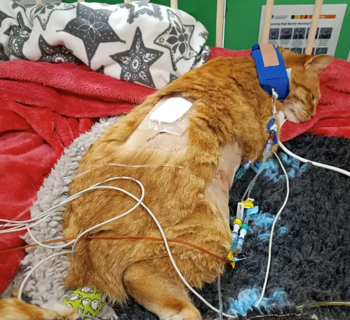 picture of ginger cat in veterinary environment connected to multiple lines and drips