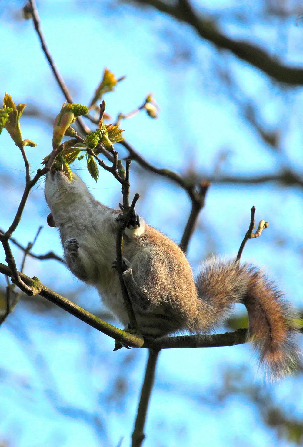 Grey Squirrel