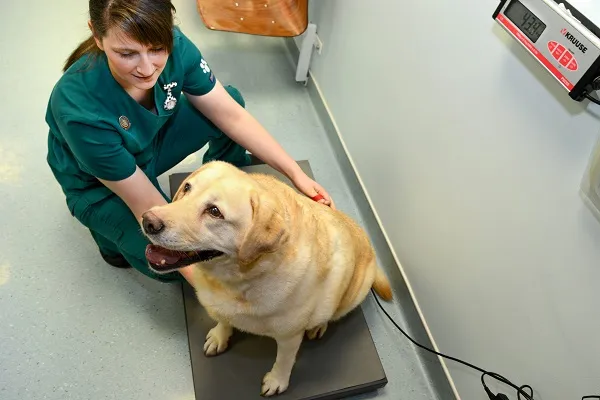 Nurse and dog on scales