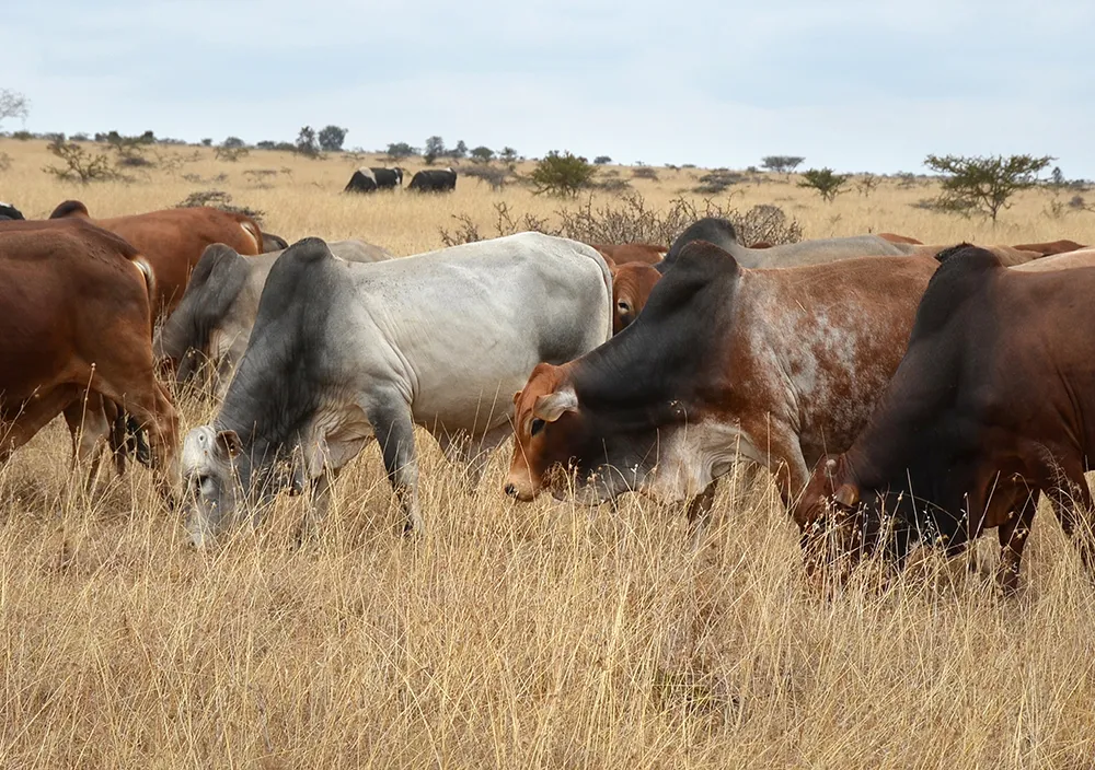 Kapiti Cattle