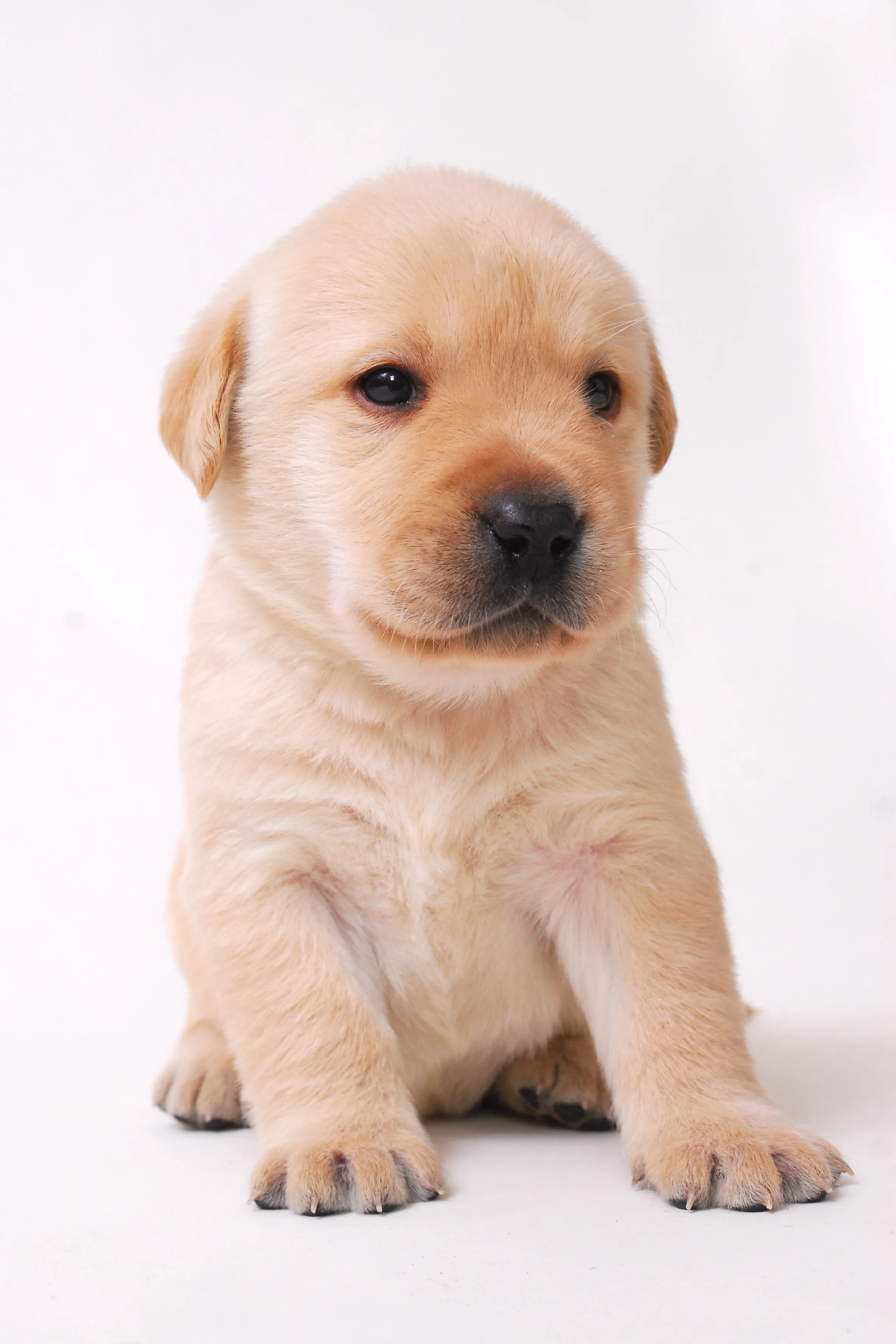 Dogslife is the largest study of its type into dog health.