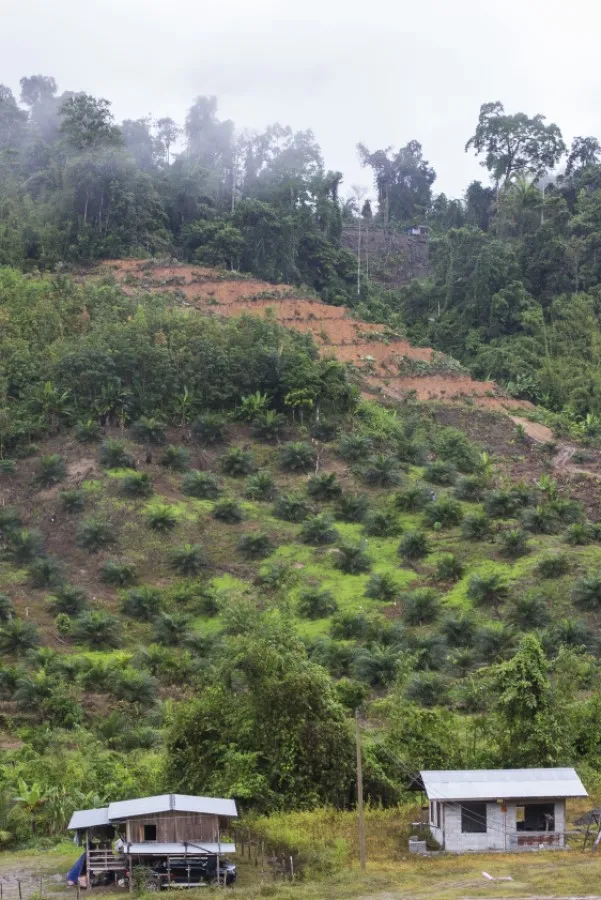 Deforestation in Malaysia