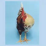 Sam the chicken with gynandromorphy