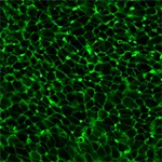 Chick embryo epidermis