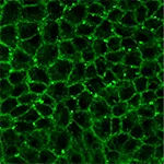 Chick embryo periderm