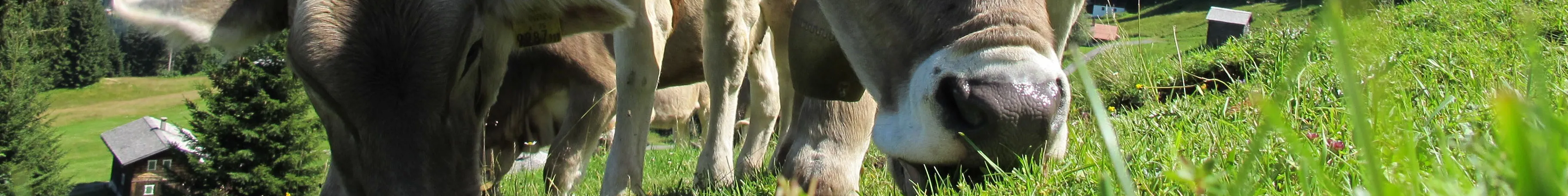cows grazing in a valley