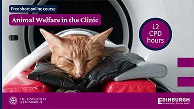 ginger cat in ct scan