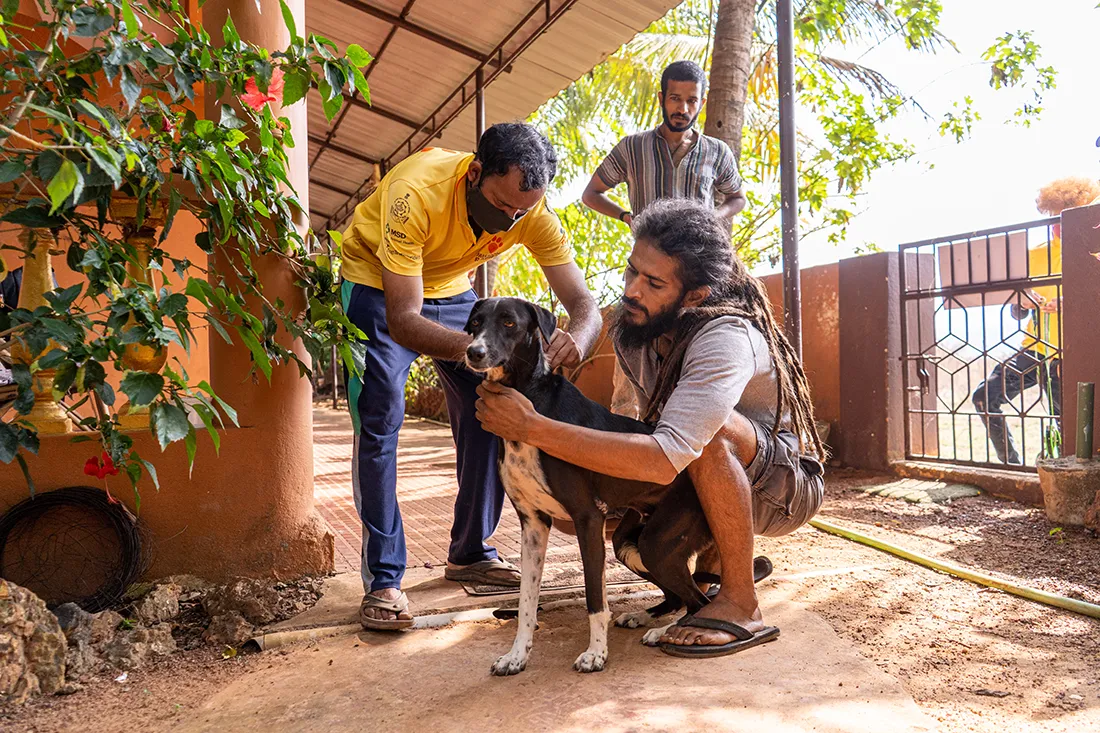 Owners are offered free rabies vaccinations for their dogs