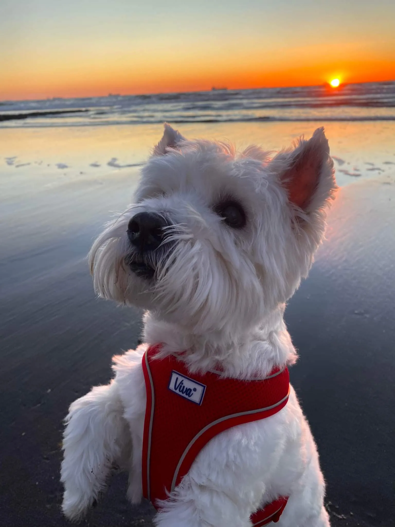 West Highland White terrier on a beach at sunset
