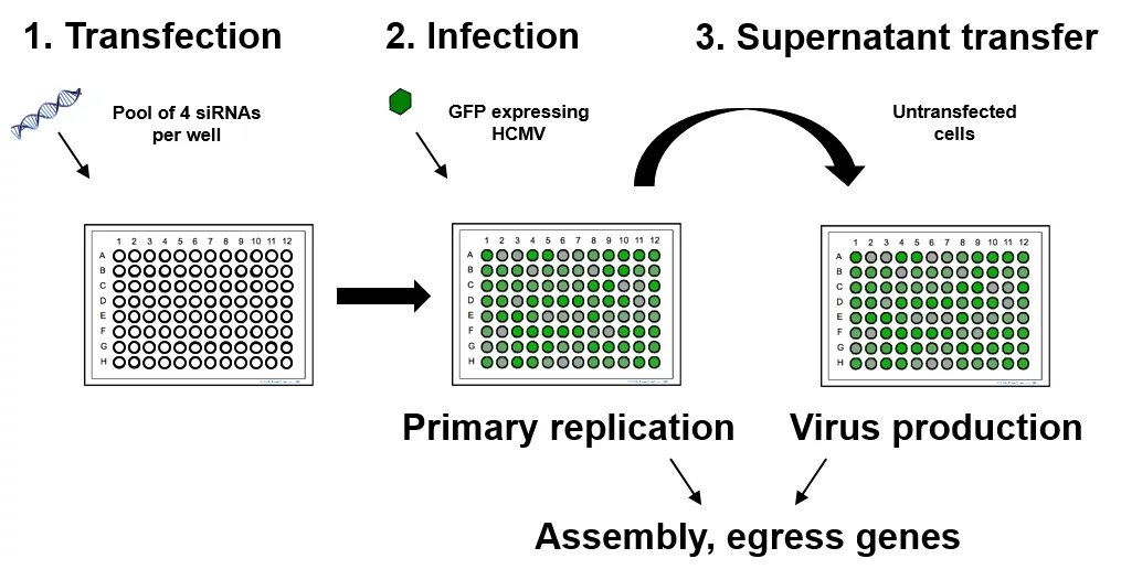 A schematic of a two step assembly and egress siRNA screen