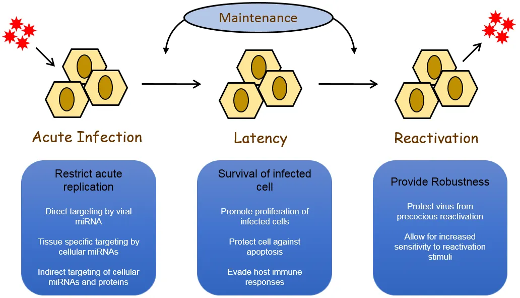 Factors involved in the infection, latency and reactivation of herpesviruses