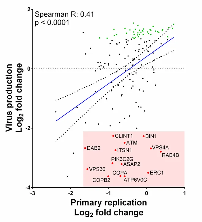 A graph plotting primary replication and virus production in a small siRNA screen
