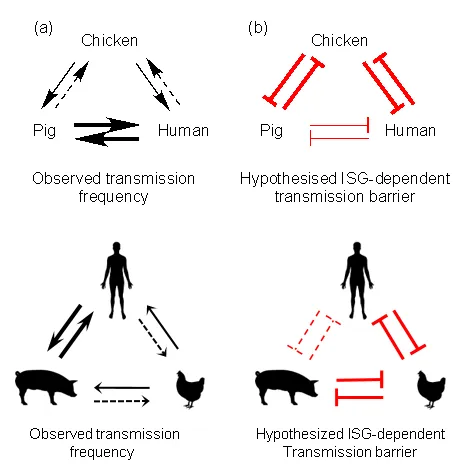 Influenza virus transmission between species