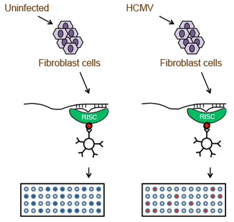 Immunoprecipitation of the RNA-induced silencing complex allows microRNA targeting differences in infection to be identified