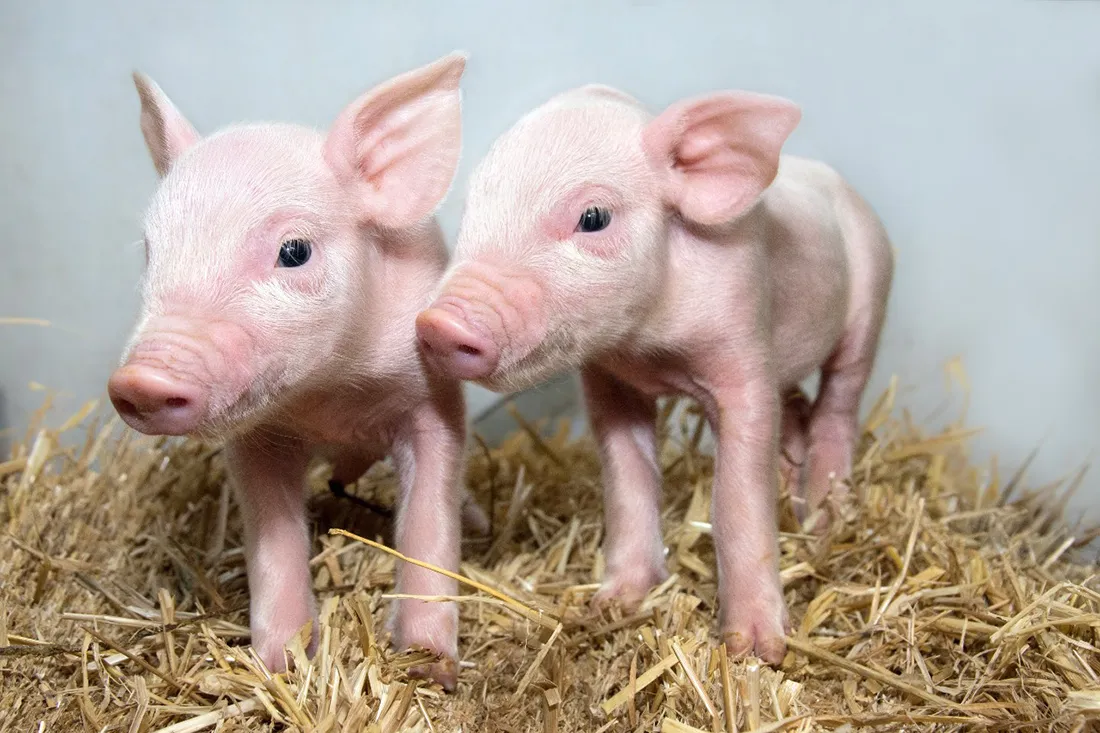 Piglets