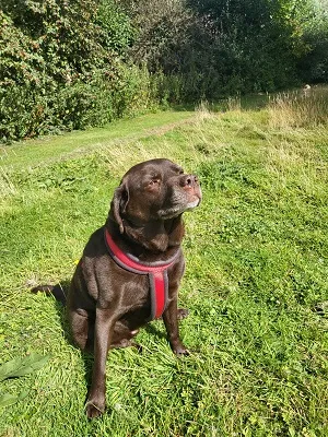 photo of healthy chocolate labrador dog sitting on grass