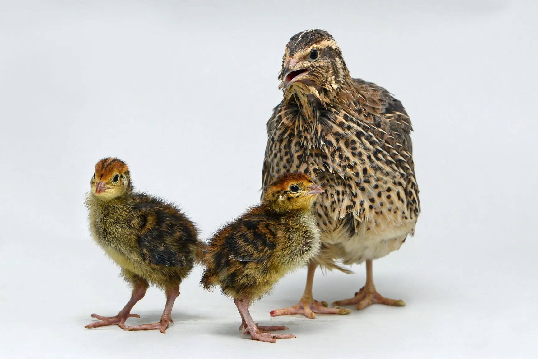 Quail and chicks