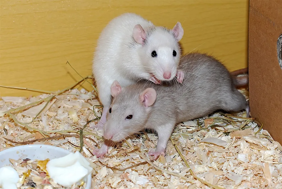 Rats engaging in social play