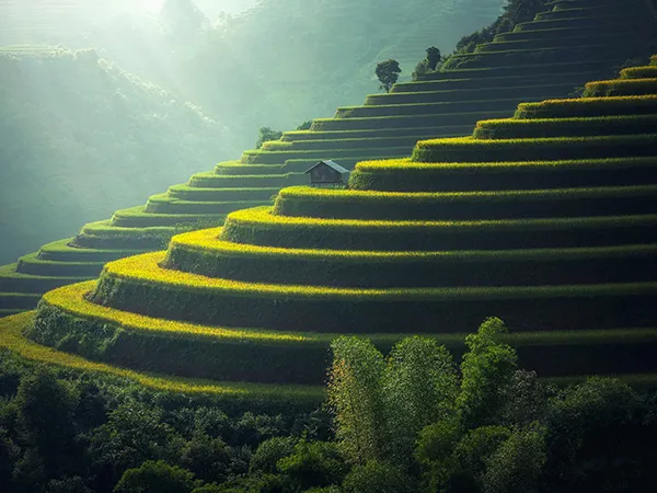 rice fields
