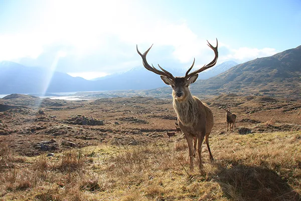 A red deer on a hill.
