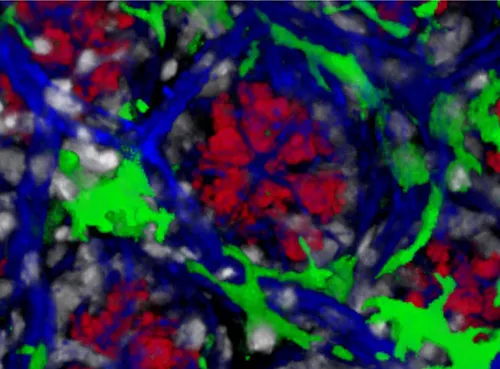 A microscope image of macrophages (green) which are closely associated with Paneth cells (red) at the base of intestinal glands.