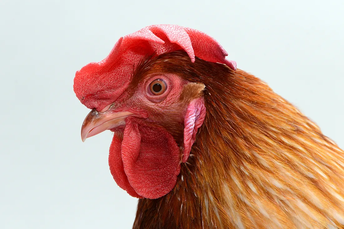 Sex reserved male head