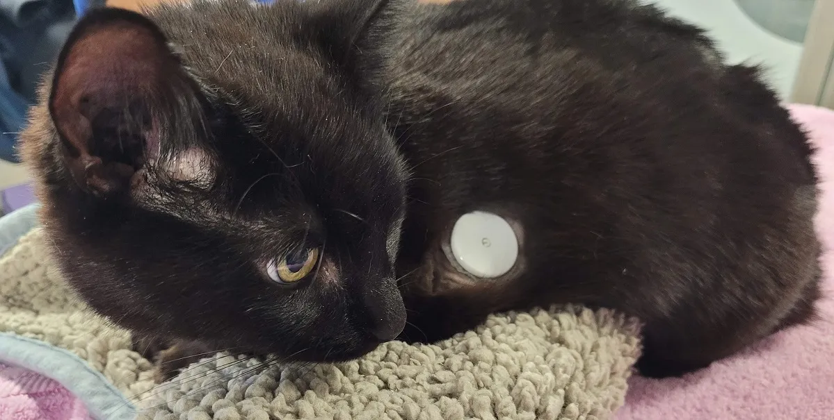 Black cat fitted with a glucose monitor
