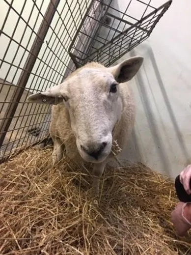 Sheep with listeriosis