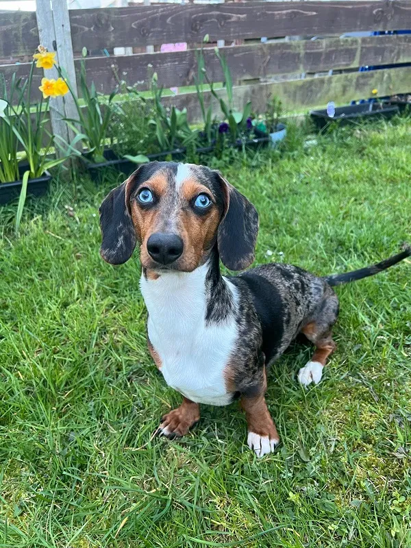 healthy dog sitting on grass and looking into camera
