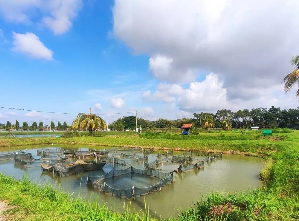 Tilapia pond in Malaysia