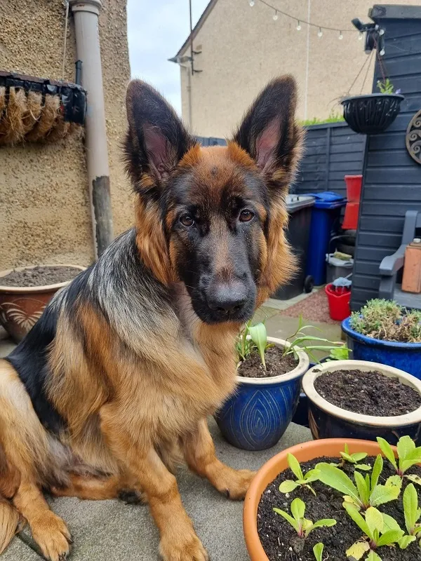 Healthy German Shepherd dog sat in the garden