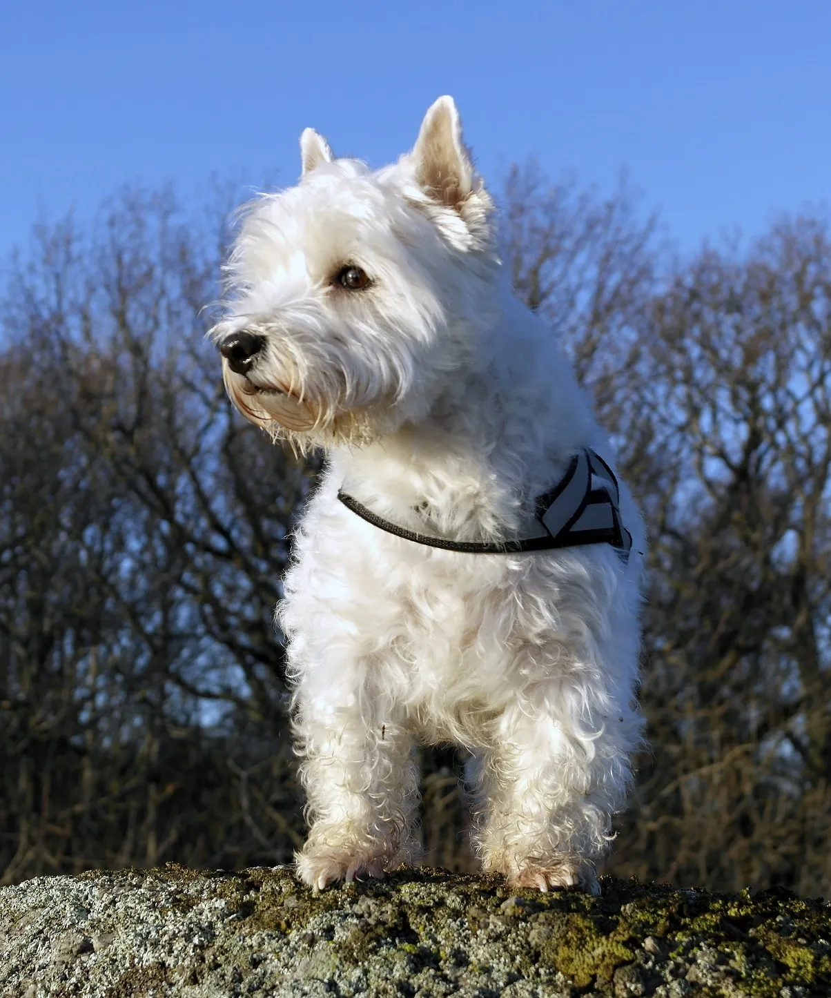 West Highland White Terrier