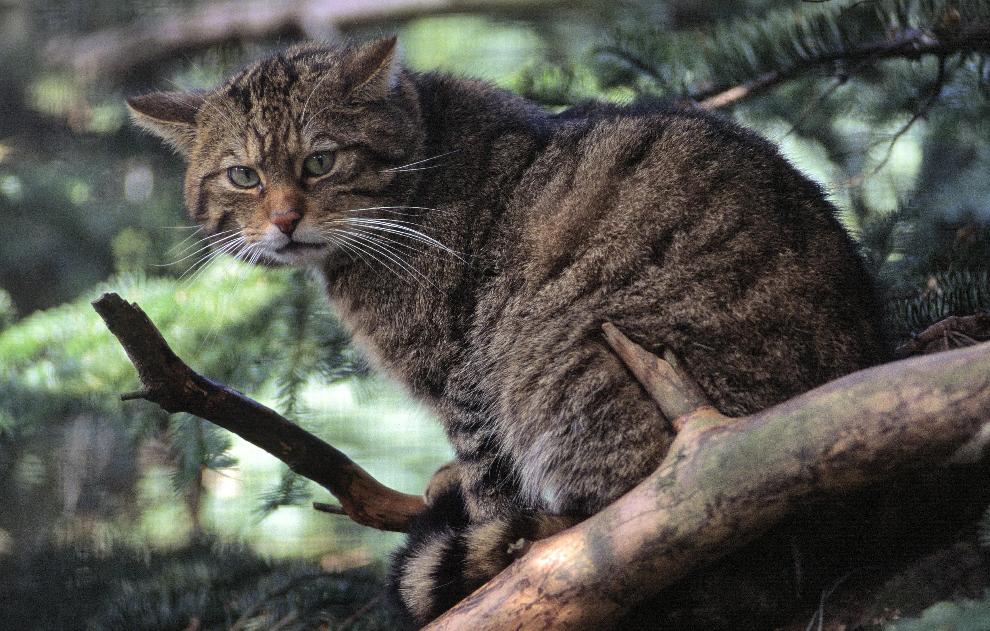 A Scottish wildcat sits in a tree looking directly at the camera, at the RZSS Highland Wildlife Park